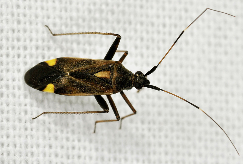 Miridae:  Closterotomus sp.